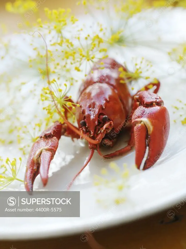 Swedish crayfish.