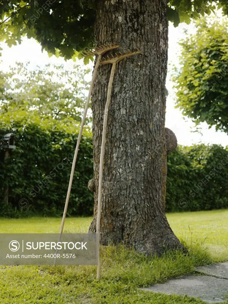 Two rakes leaning against a tree trunk, Sweden.