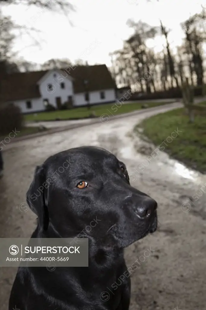 A dog in front of a house, Skane, Sweden.