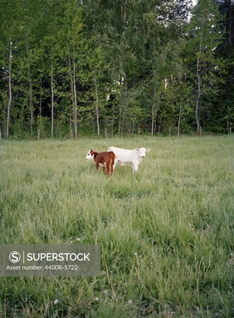 Two calves in a enclosed field, Sweden.