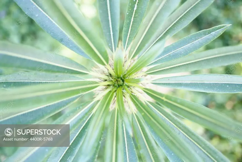 Palm-leaf, close-up.