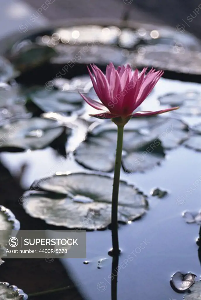 A water lily.