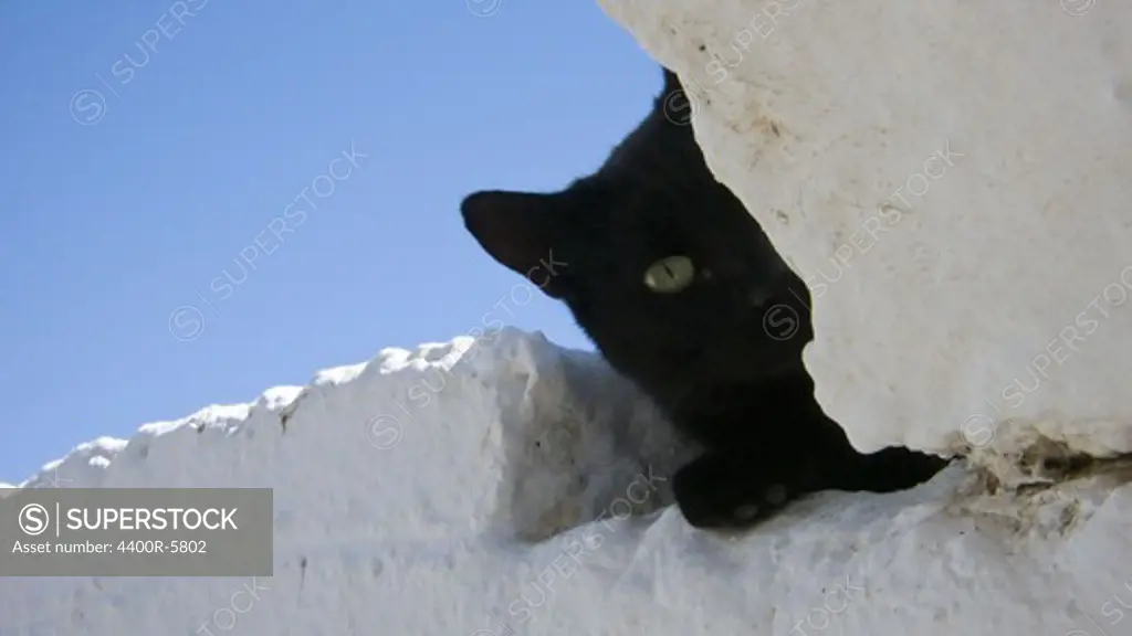 Black cat behind a white rock, Amorgos, Greece.