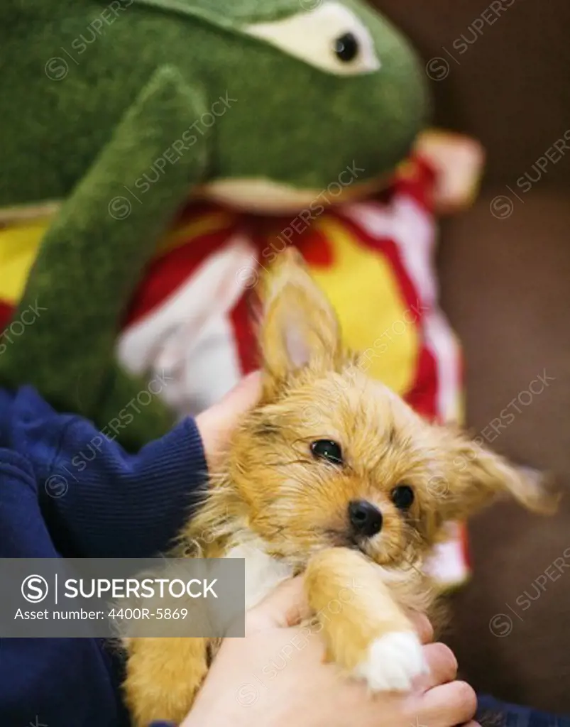 A boy holding a puppy, Sweden.