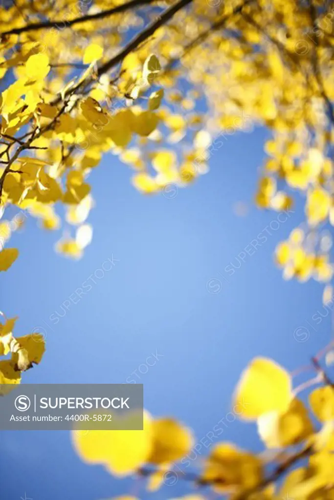 Autumn leaves and a blue sky, Sweden.