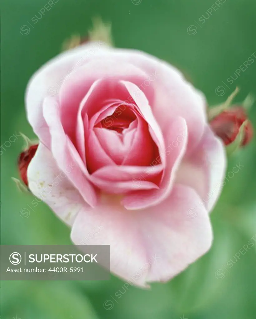 A rose, close-up, Sweden.