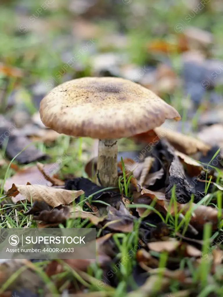A mushroom, Sweden.