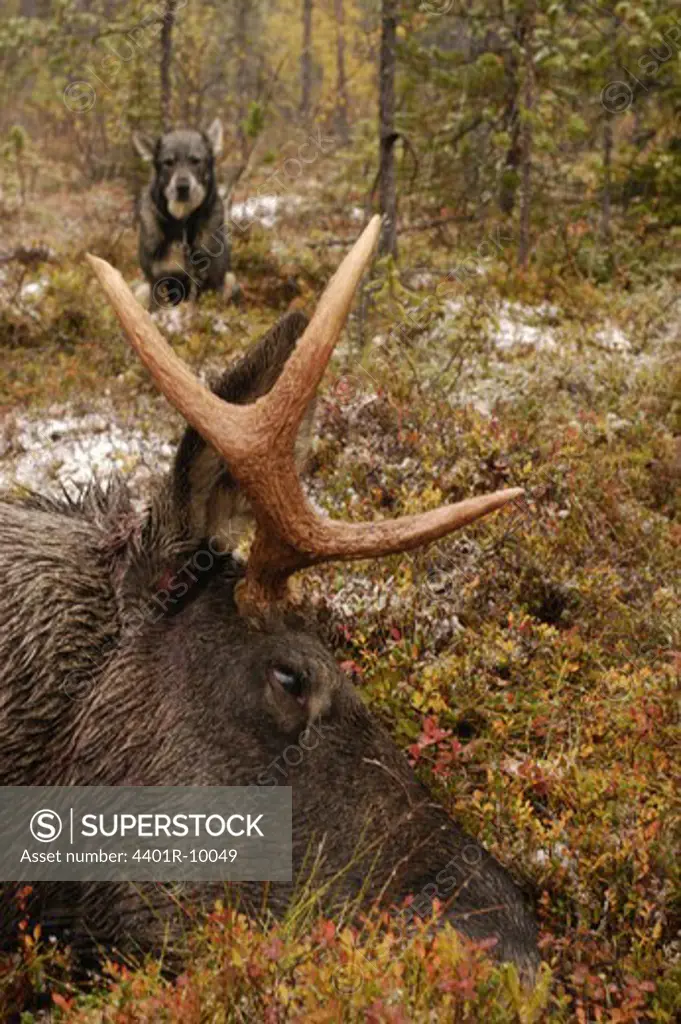 Dog looking at a dead elk, Sweden.