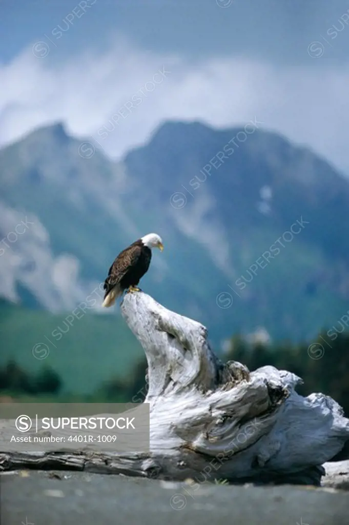 A bald eagle in Alaska, USA.