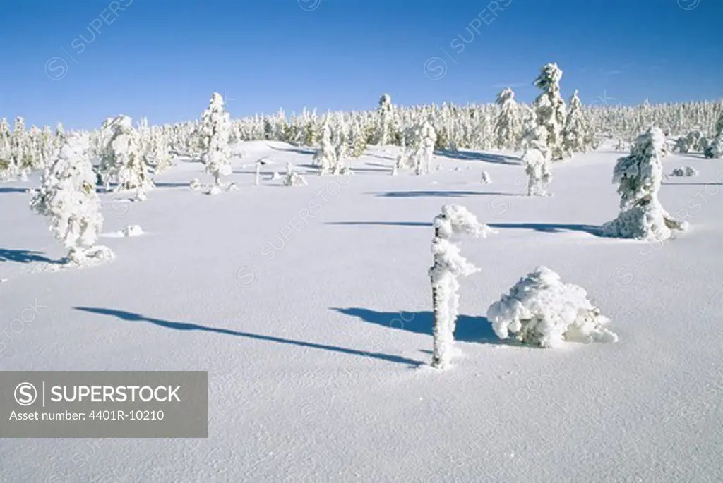 Sunny mountain scenery with trees covered in snow, Sweden.