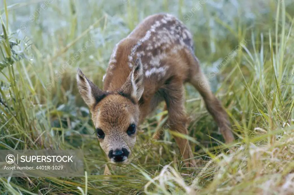 A fawn of the roe deer.