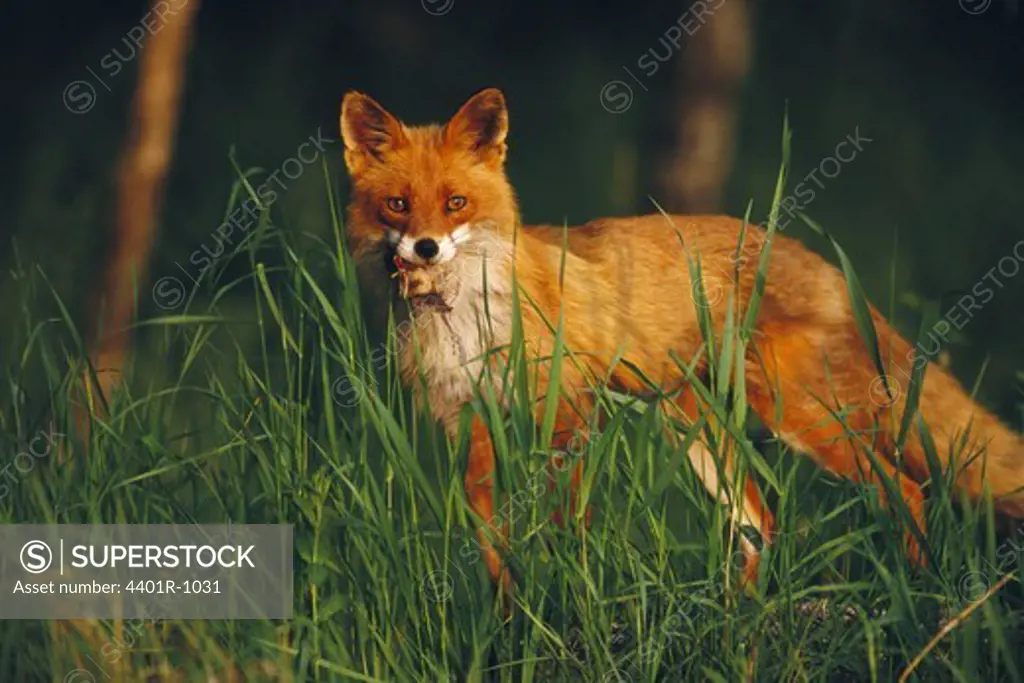 A fox.