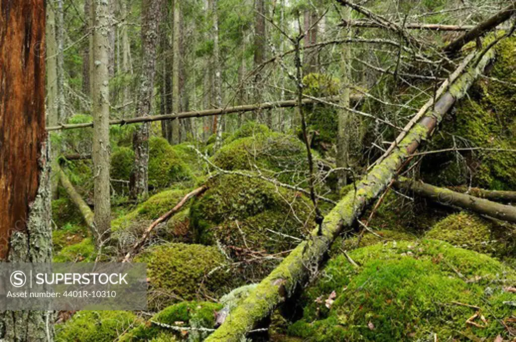 A primeval forest, Sweden.