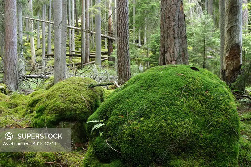A primeval forest, Sweden.