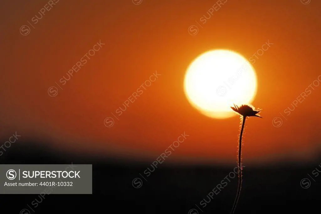 Flower against a sunset, Sweden.