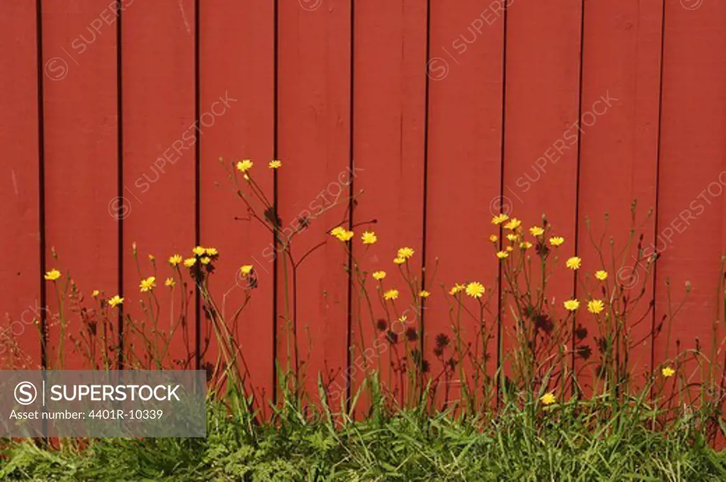 Hawkweeds against a red wall, Sweden.