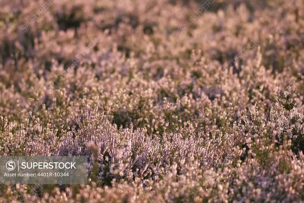 A heath covered with heather, Sweden.