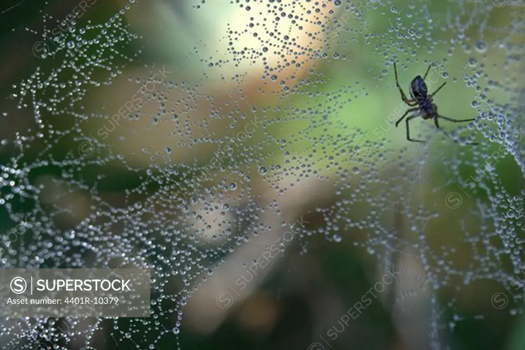 A spider in cobweb, close-up, Sweden.