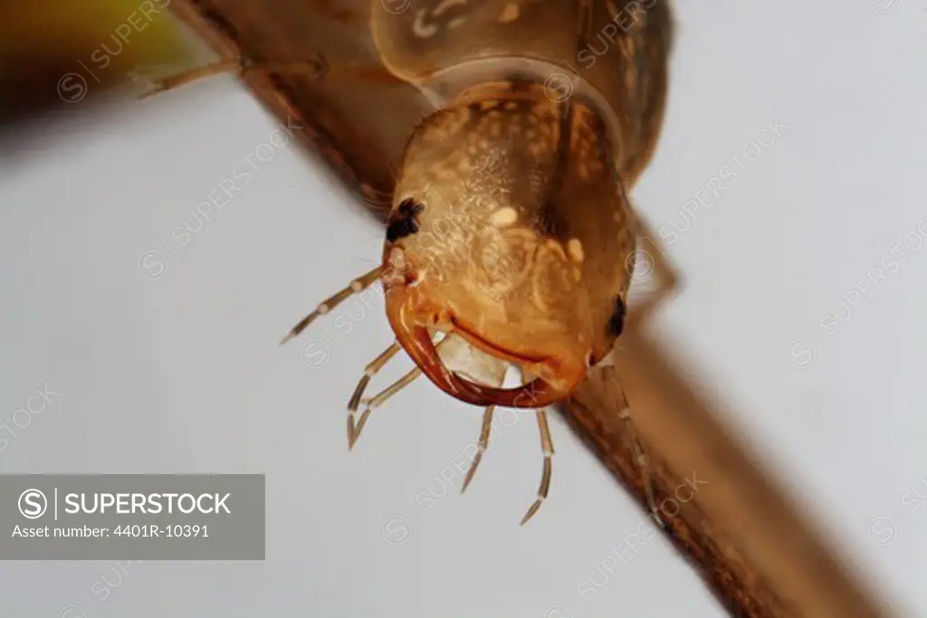 Diving-beetle grub, close-up, Sweden.