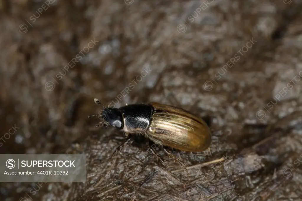 Dung beetle on cowpat, close-up, Sweden.