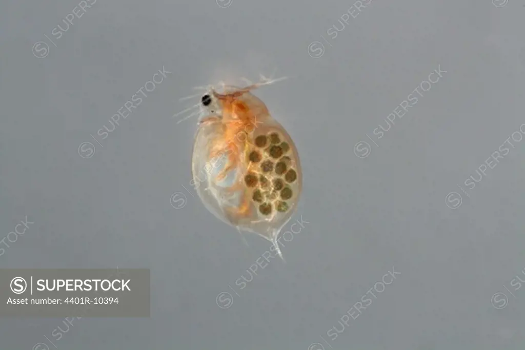 Water flea, close-up, Sweden.