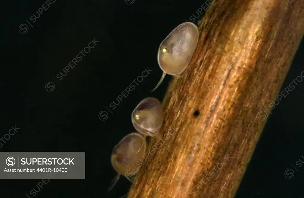 Ostracods in a pond, close-up, Sweden.