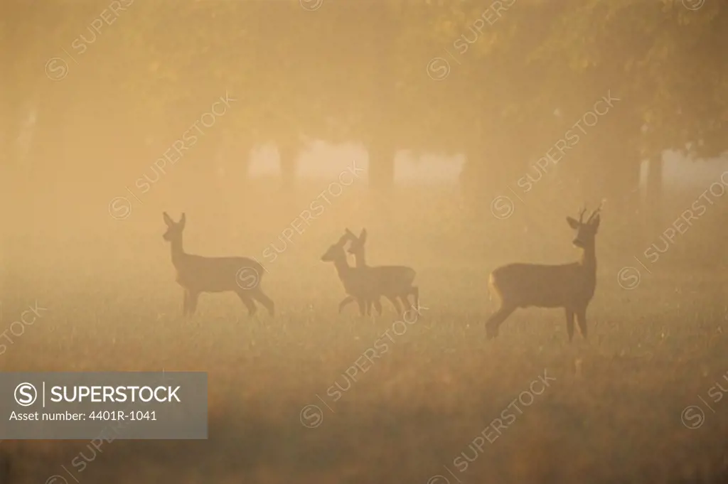 Four roe deers in the morning.