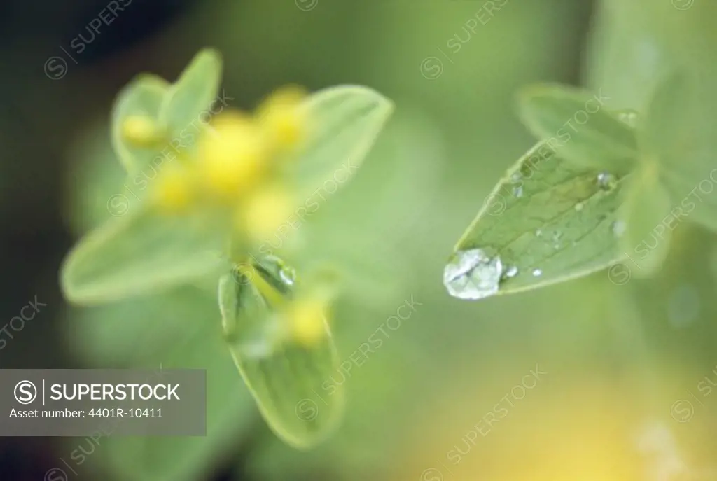 Water drop on a flower, Sweden.