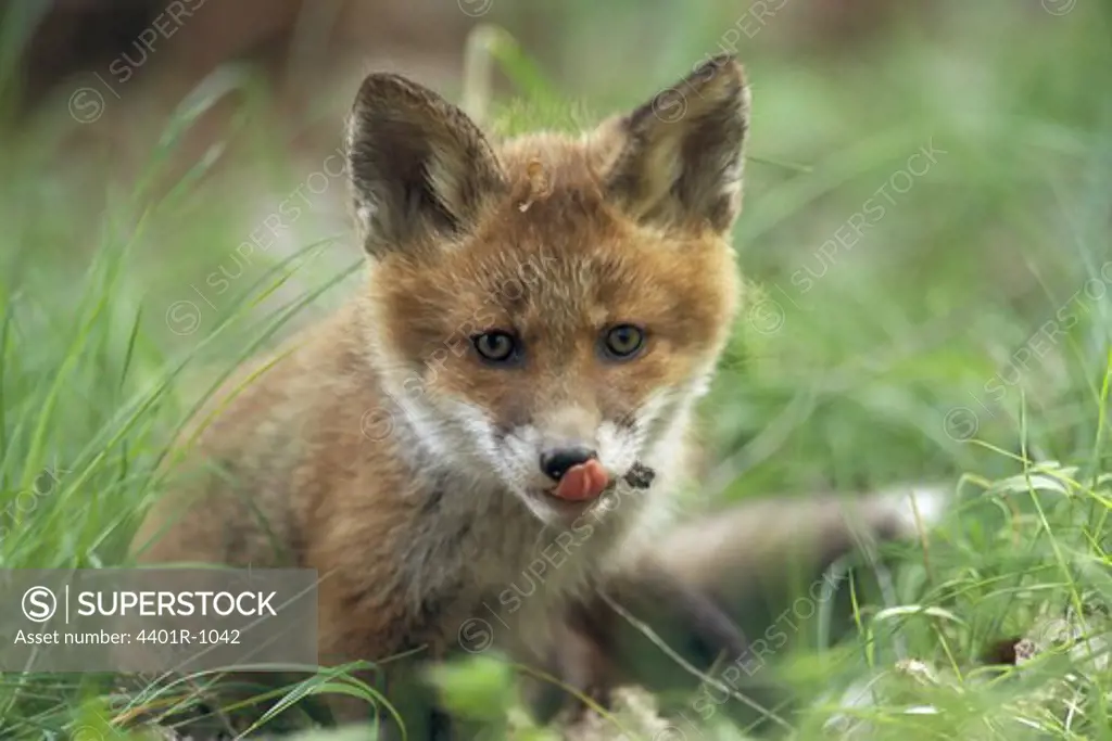 A  small fox licking its muzzle.
