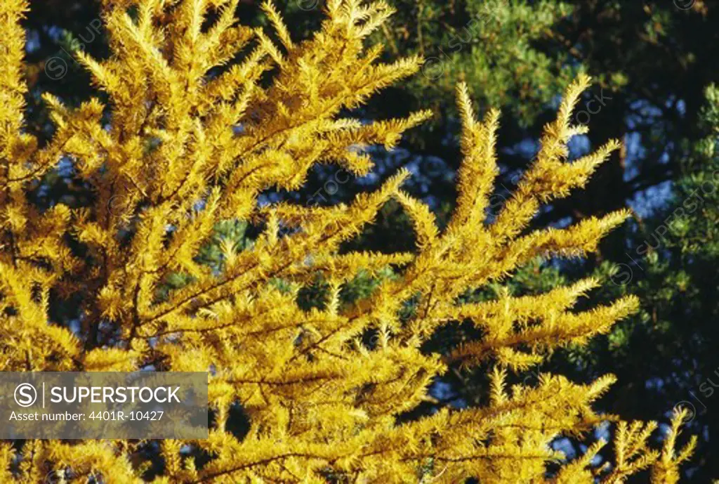 A yellow larch, Sweden.