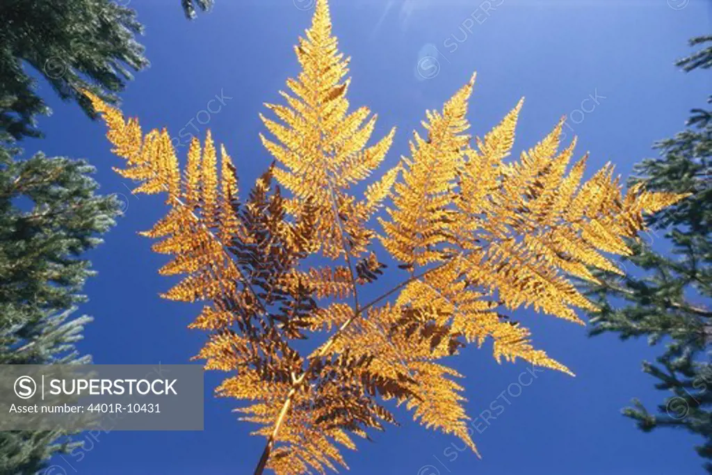 Autumnal fern, Sweden.
