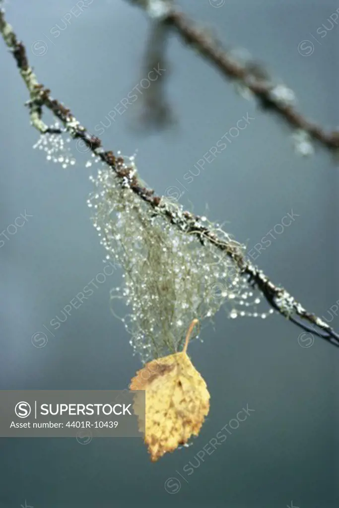 Birch leaf in beard lichen, Sweden.