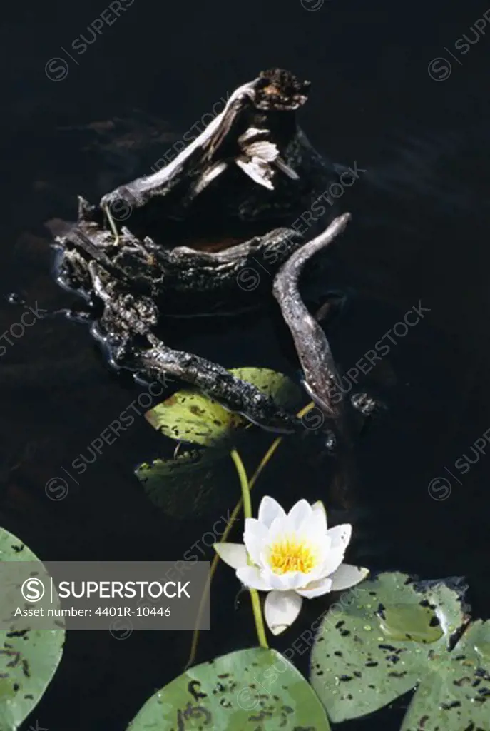 Water lily in dark water, Sweden.