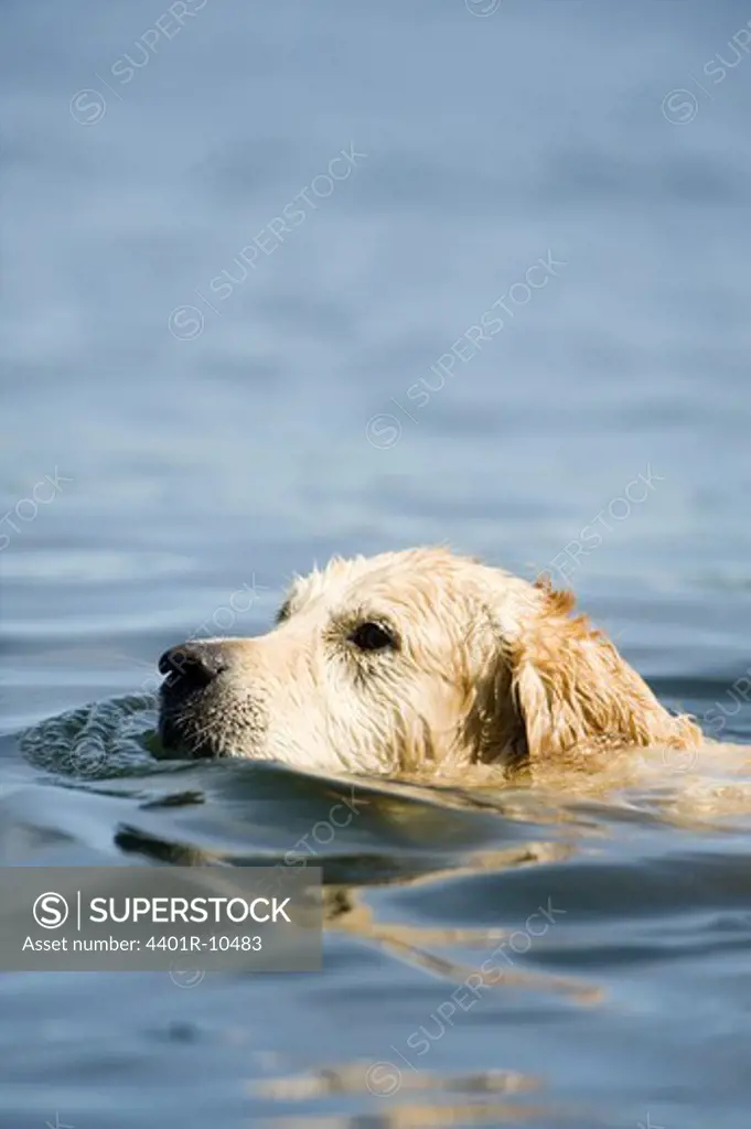 A dog swimming, Stockholm archipelago, Sweden.