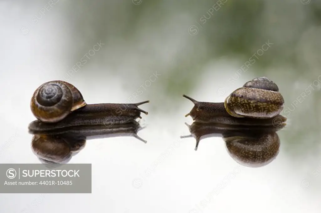 Snails on a mirror, close-up, Sweden.