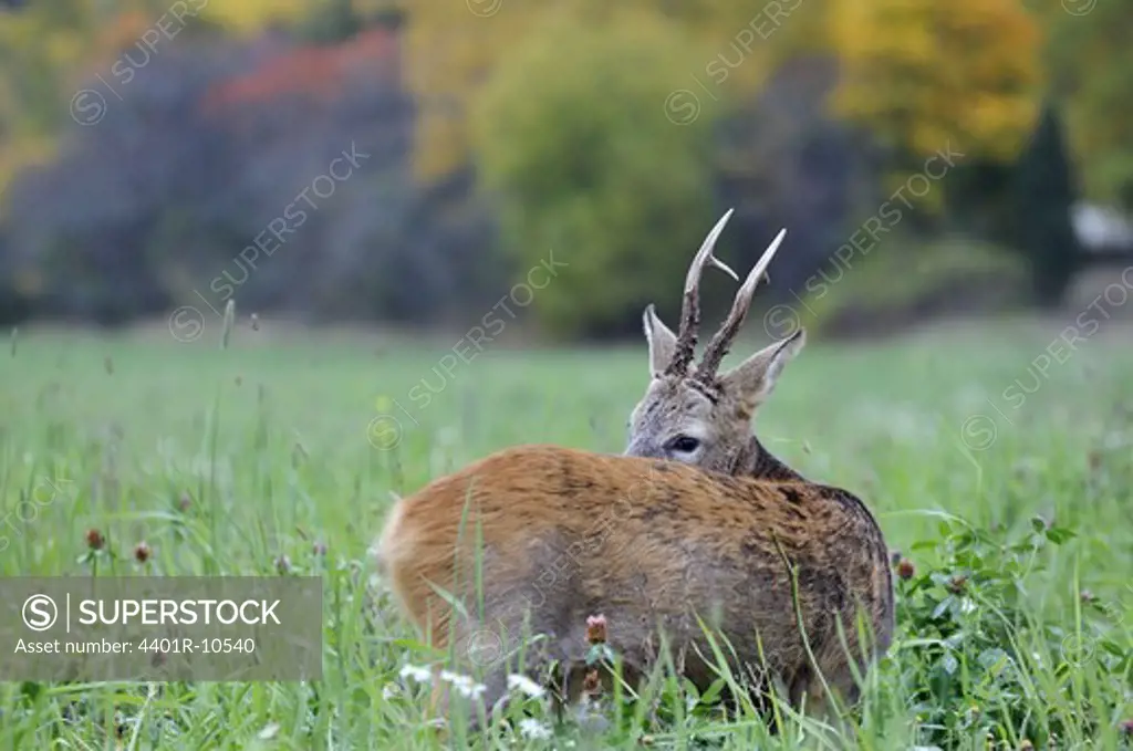 A roebuck, Sweden.