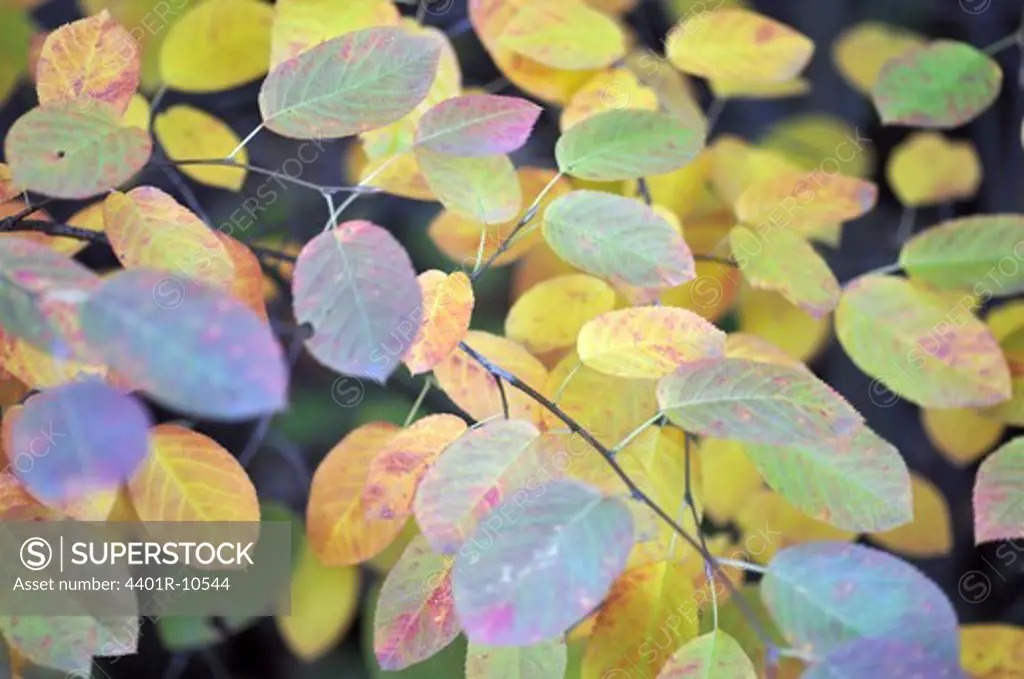 Autumn colors, Sweden.
