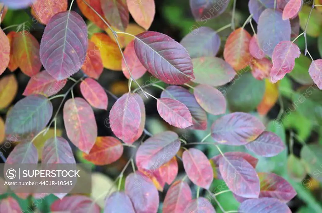 Autumn colors, Sweden.