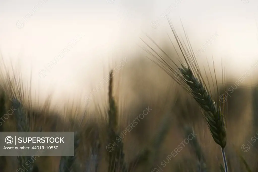 Triticale, a hybrid of wheat and rye, close-up, Sweden.