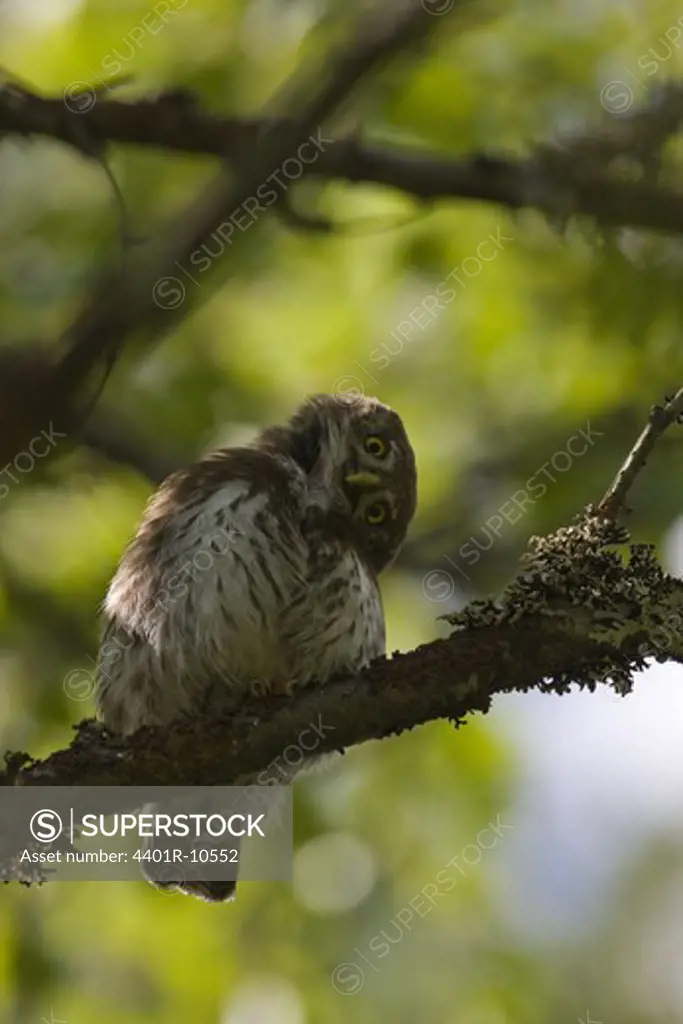 A pygmy owl on a branch, Angermanland, Sweden.