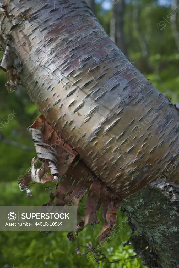 Birch-bark flaking off mountain birch, Sweden.