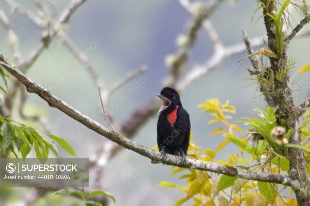 Bare-necked Umbrellabird, Costa Rica.