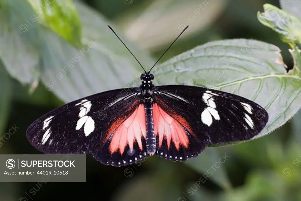 Butterfly, Costa Rica.