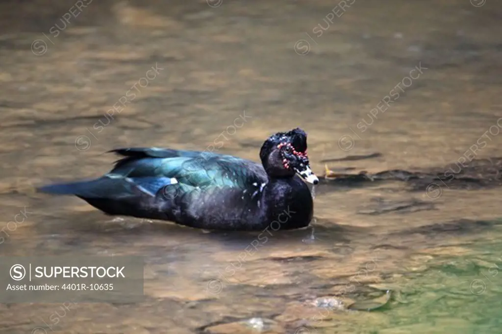 Muscovy Duck in a brook, Costa Rica.