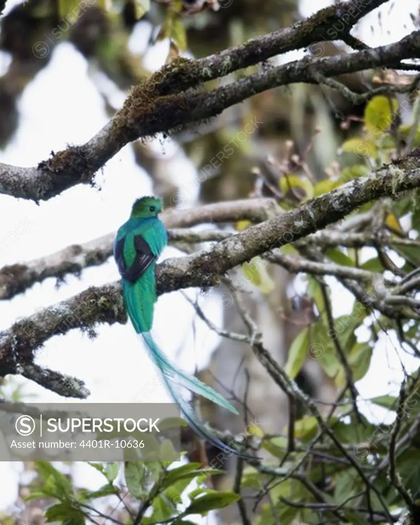 Resplendent Quetzal in a tree, Costa Rica.