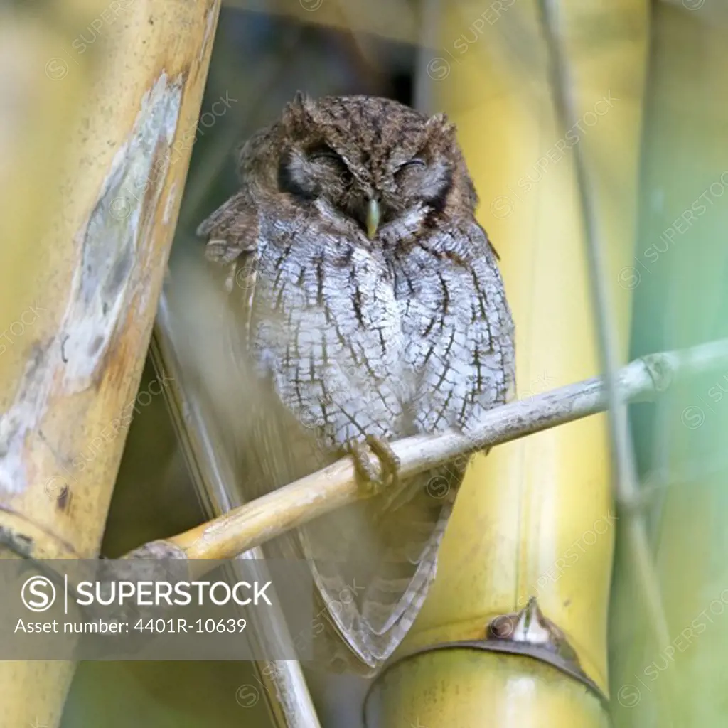 Vermiculated Screech-Owl sitting in bamboo, Costa Rica.