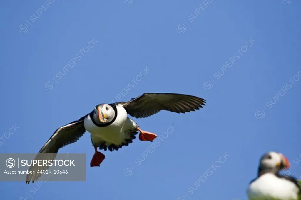 A flying puffin, Norway.
