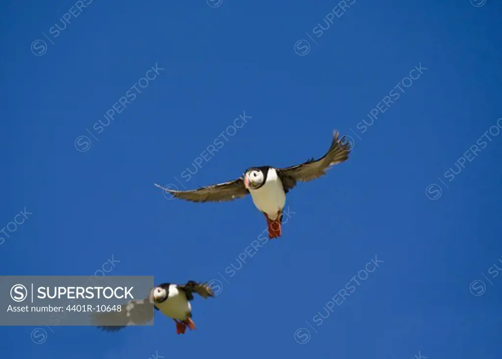 Two puffins against blue sky, Norway.