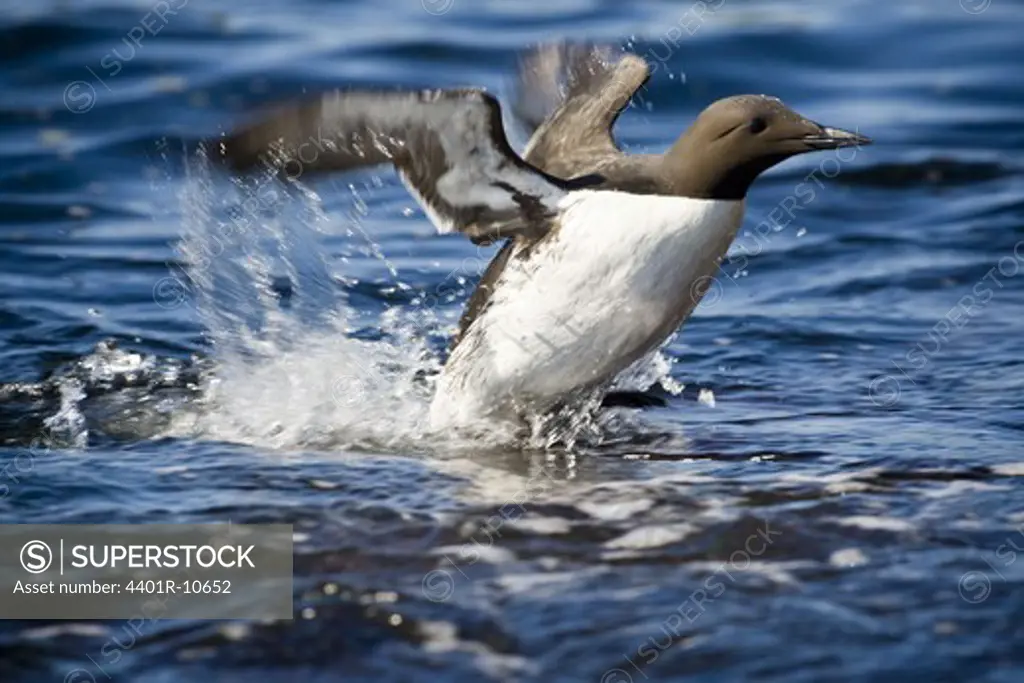 A Common Guillemot in the water, Norway.