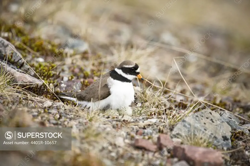 A Ringed Plover sitting on eggs, Norway.